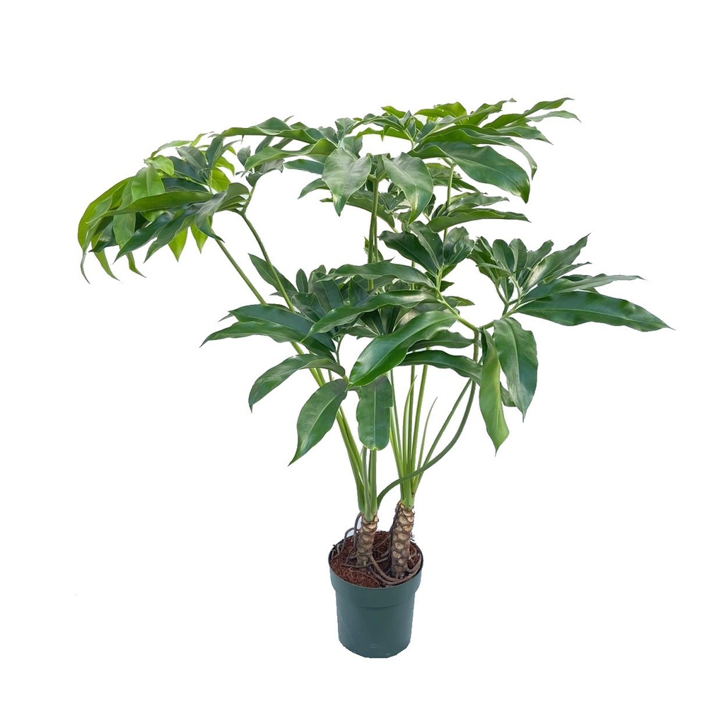 Philodendron Fun Bun.