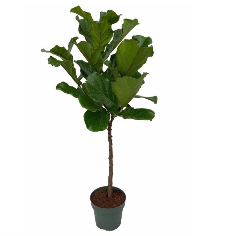 Ficus Lyrata op Stam.
