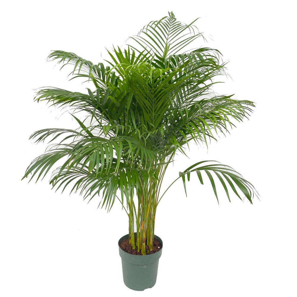 Dypsis Lutescens.