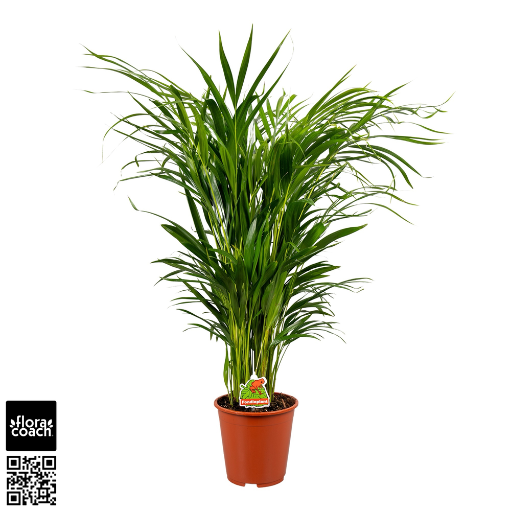 Dypsis Lutescens P19cm - H90cm (Areca).