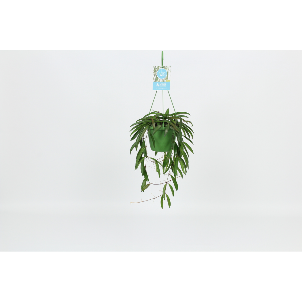 Hangongreen Hoya Wayetti 14 cm.