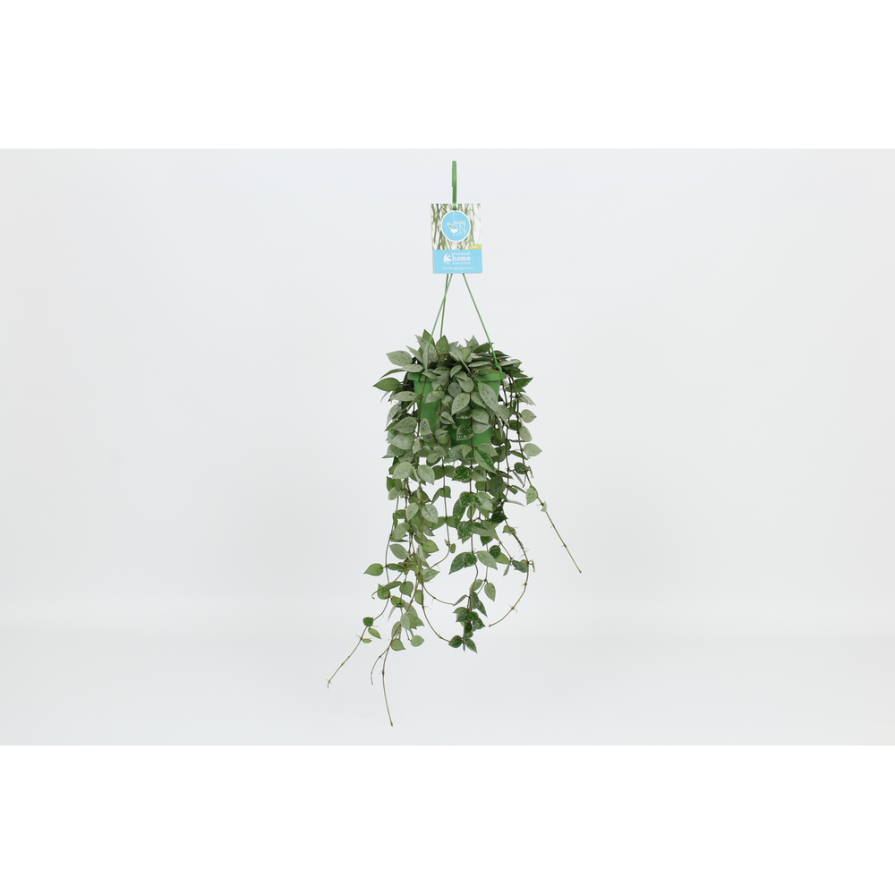 Hangongreen Hoya Krohniana Eskimo 14 cm.