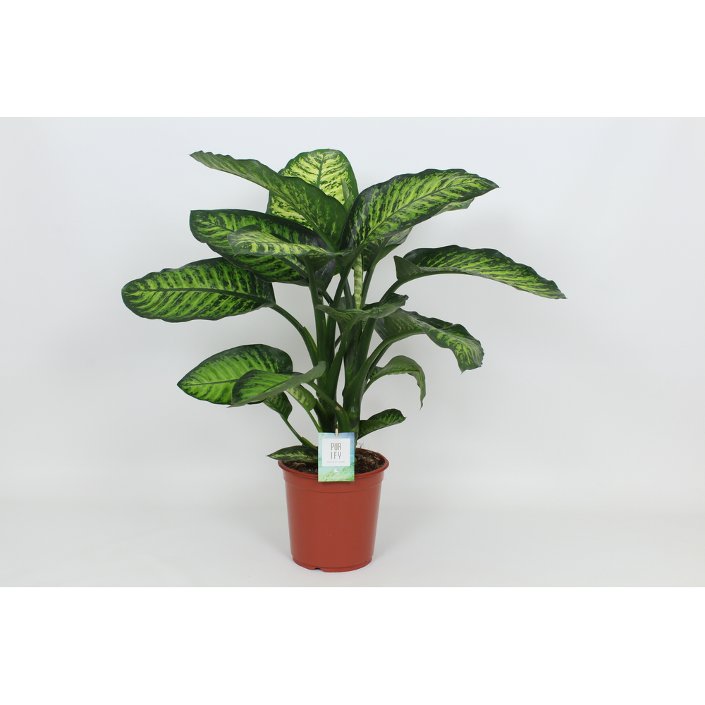 Purify Dieffenbachia Maroba 24 cm.