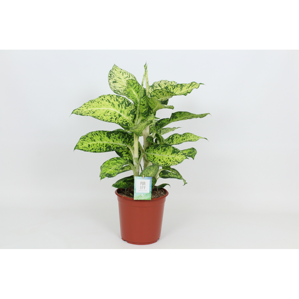 Purify Dieffenbachia Cool Tigres 24 cm.