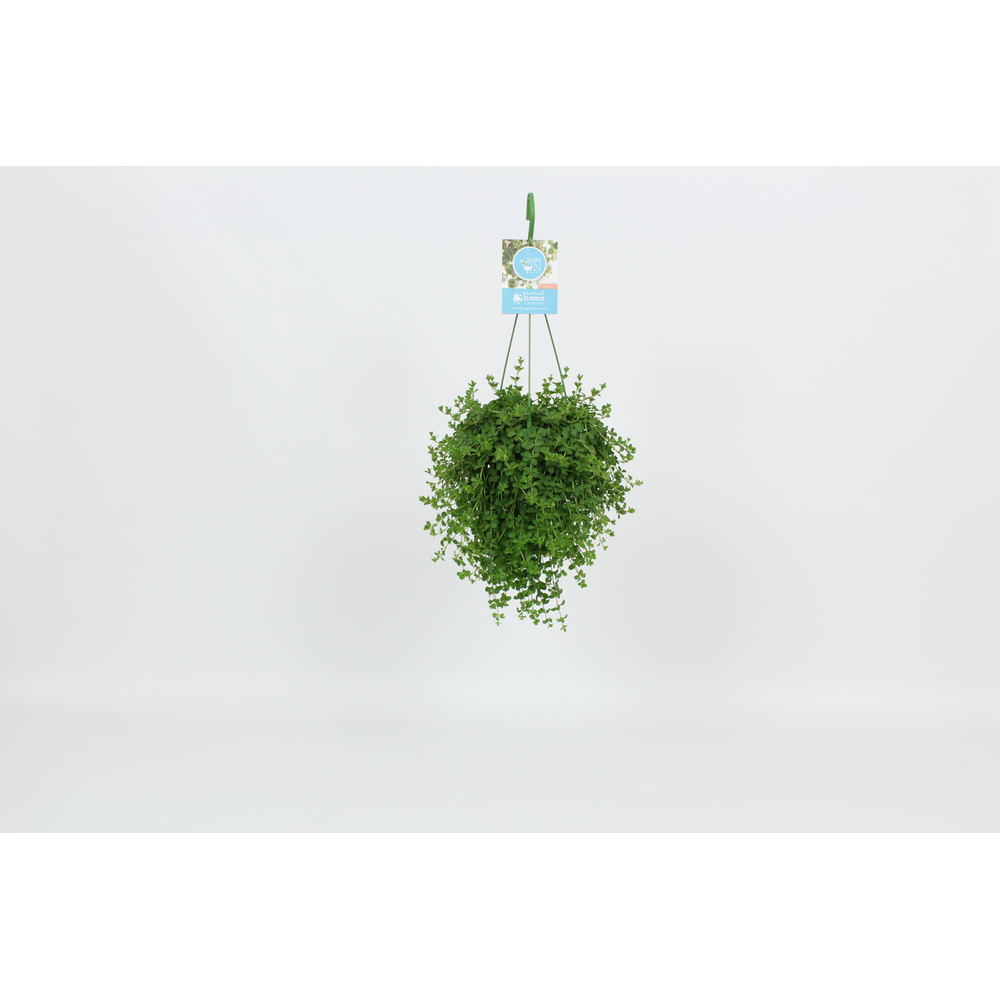 Hangongreen Peperomia Isabelle 14 cm.