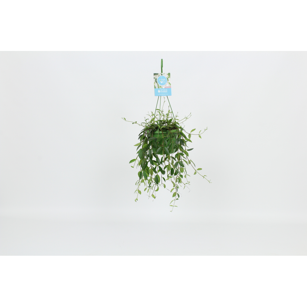 Hangongreen Codonanthe Crassifolia 14 cm.