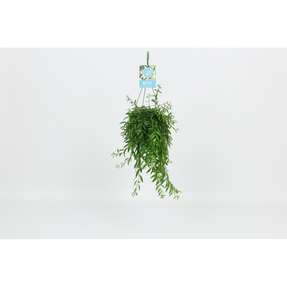 Hangongreen Aeschynanthus Japhrolepis 14 cm.