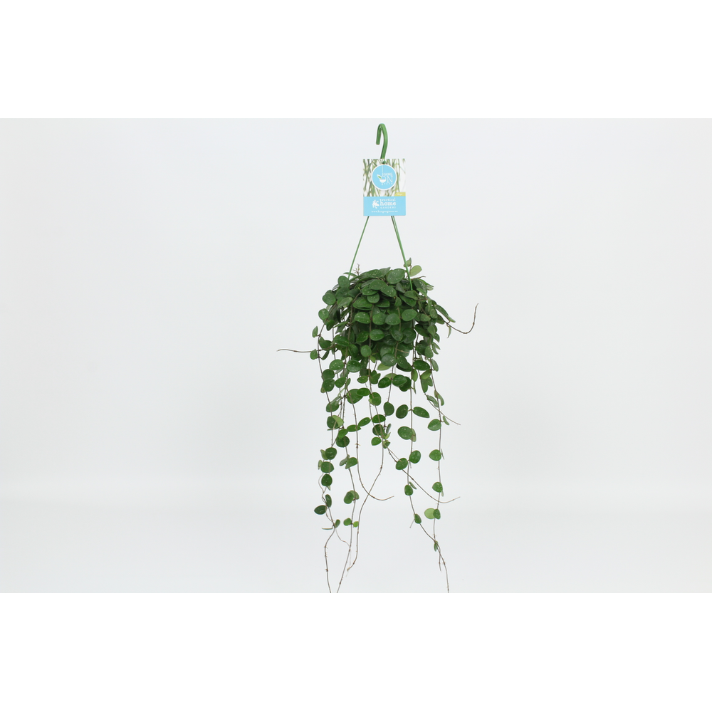 Hangongreen Hoya Mathilde 14 cm.