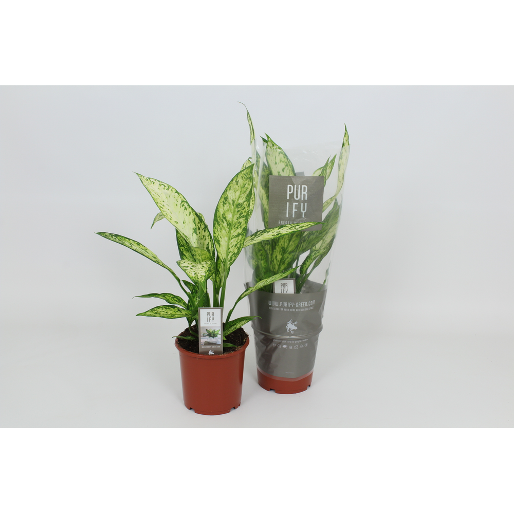 Purify Dieffenbachia Vesuvius 17 cm.