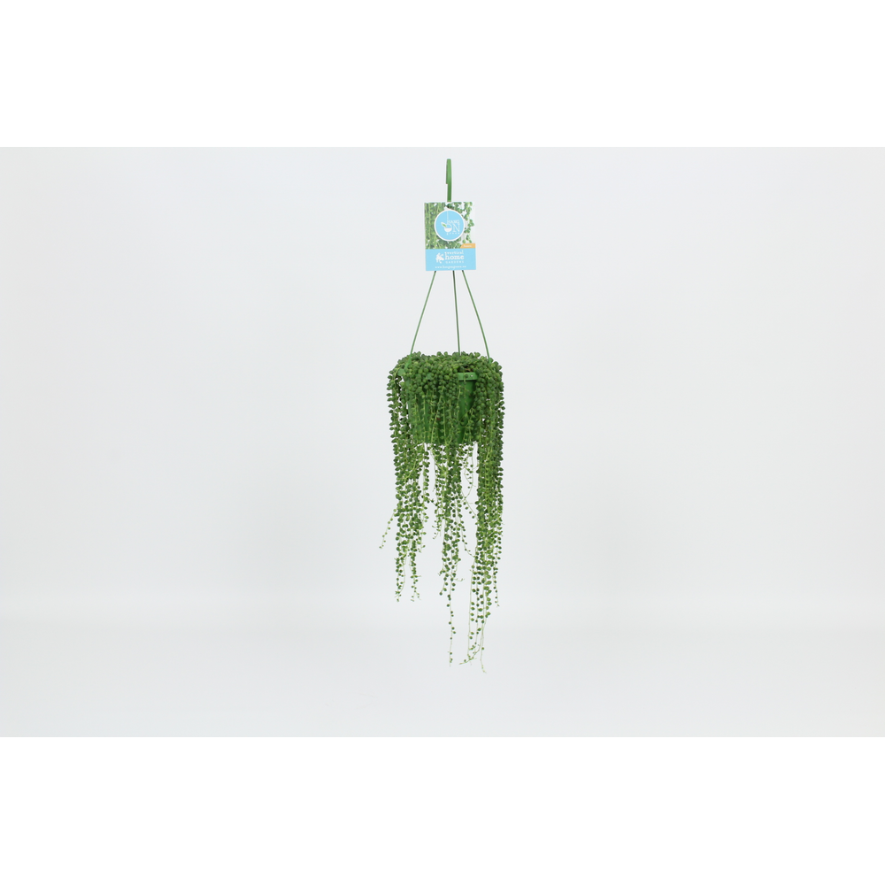 Hangongreen Senecio Rowleyanus 14 cm.