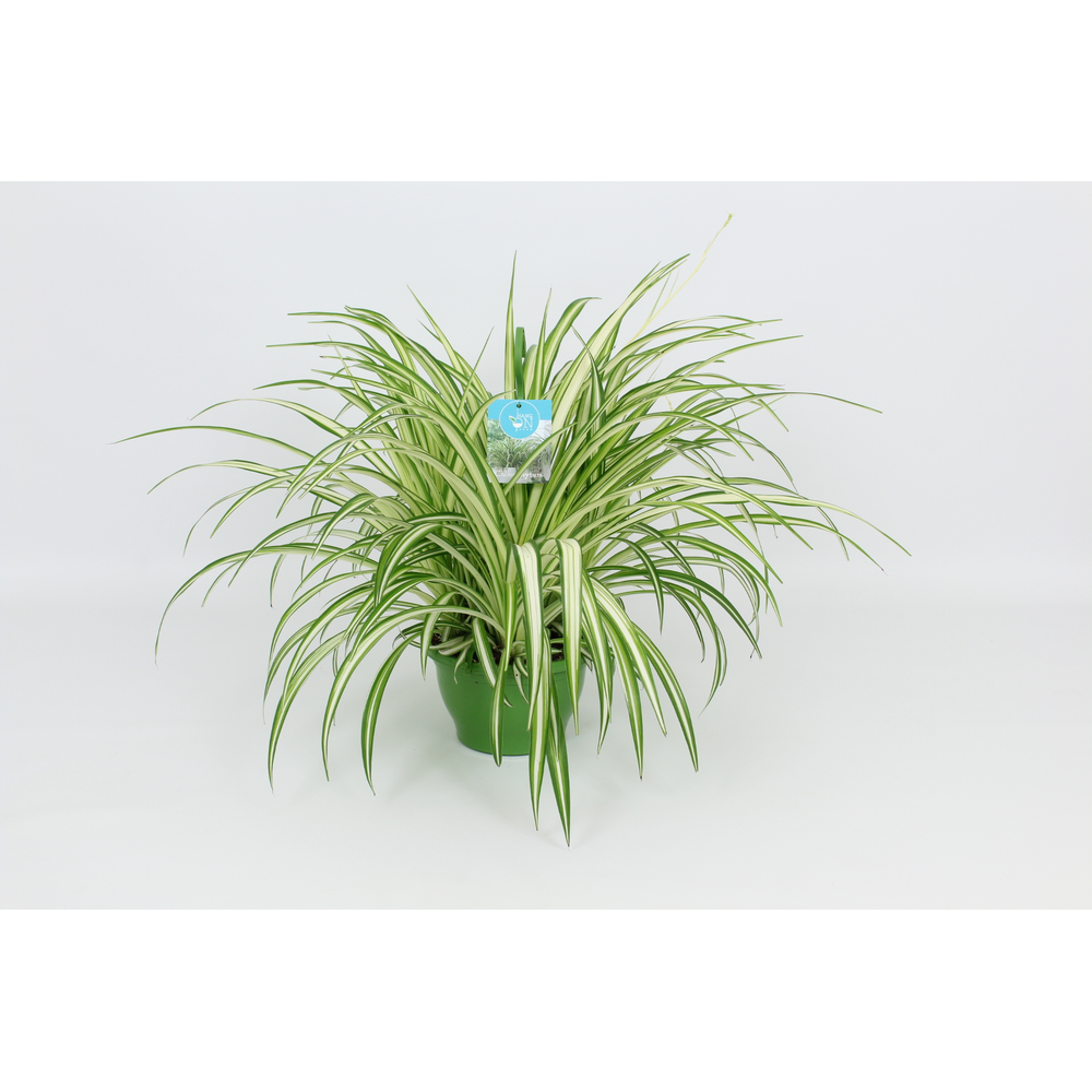 Hangongreen Chlorophytum Vitatum 21 cm.