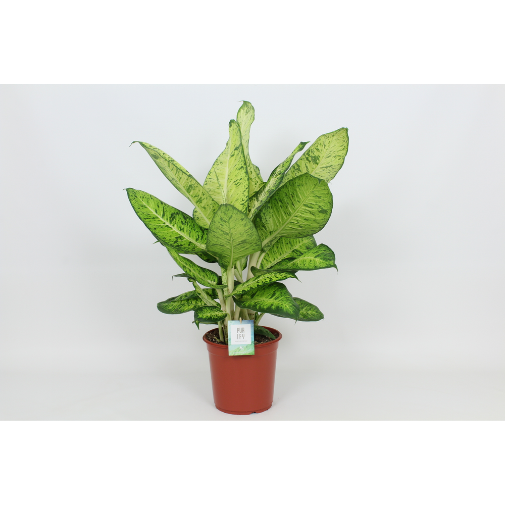 Purify Dieffenbachia White Amazon 24 cm.