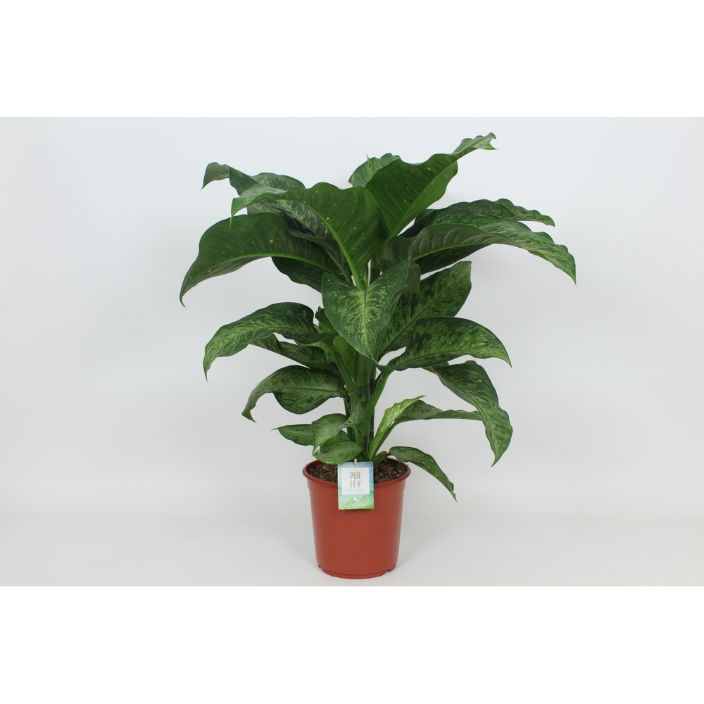 Purify Dieffenbachia Memoria Corsii 24 cm.
