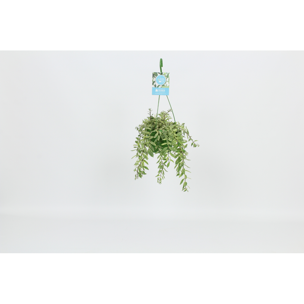 Hangongreen Aeschynanthus Bolero Bicolore 14 cm.