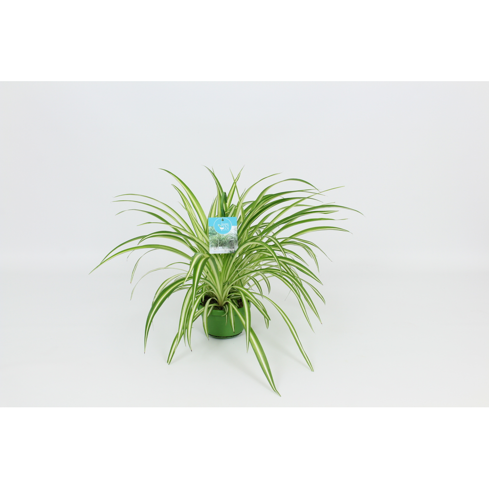 Hangongreen Chlorophytum Vitatum 14 cm.