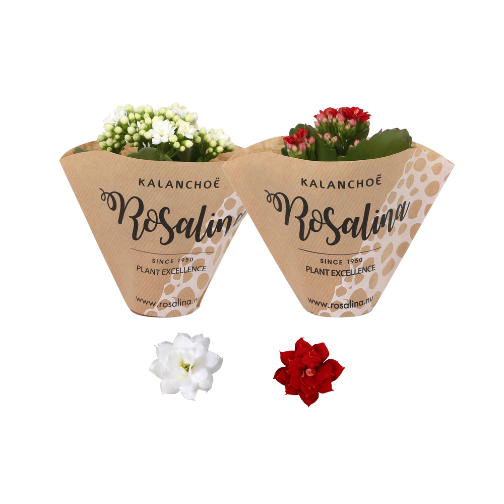 Kp-841.2 - Kalanchoe Rosalina 06cm kerstmix, papie.