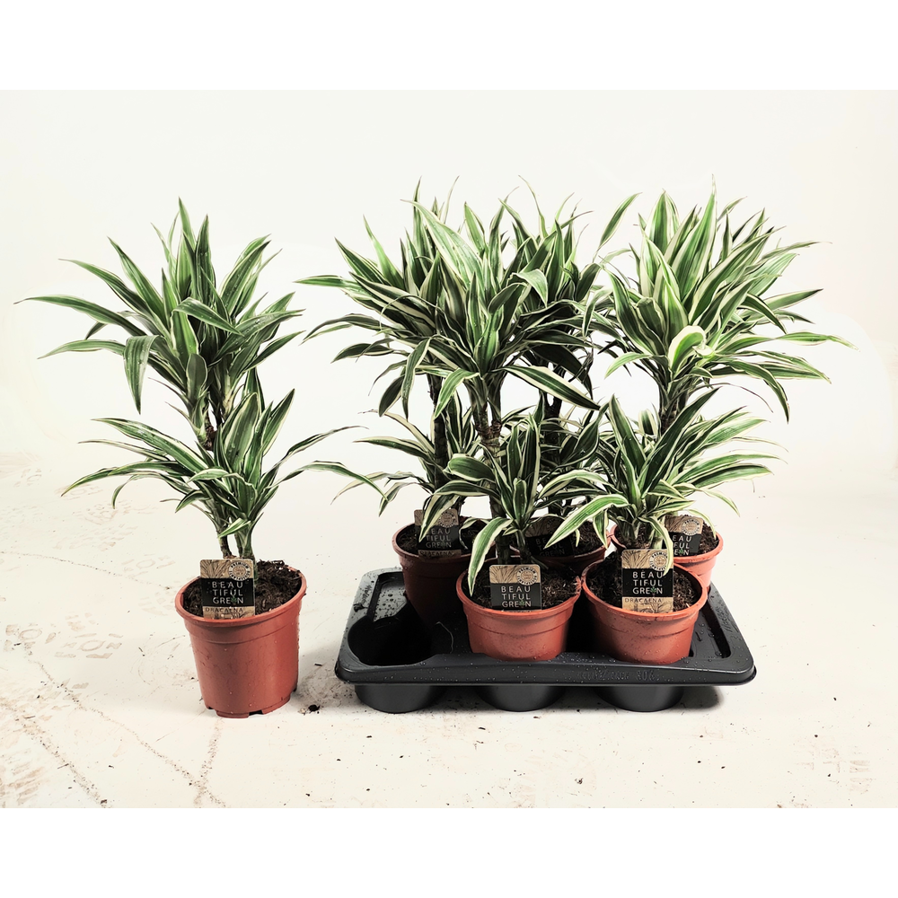 Dranaena white stripe 30-10 65cm.