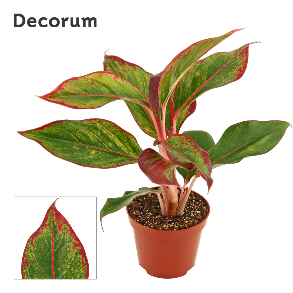 Aglaonema Crete 9 cm (Decorum).
