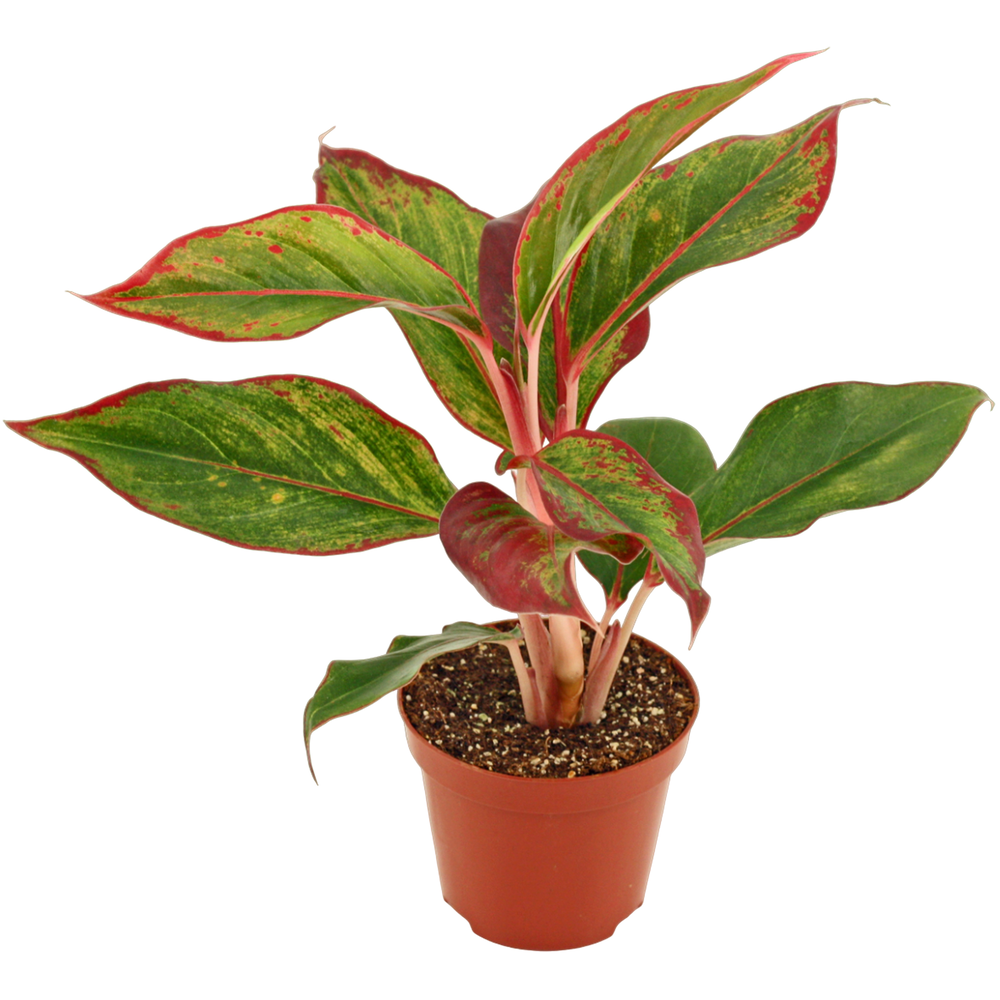 Aglaonema Crete 9 cm.
