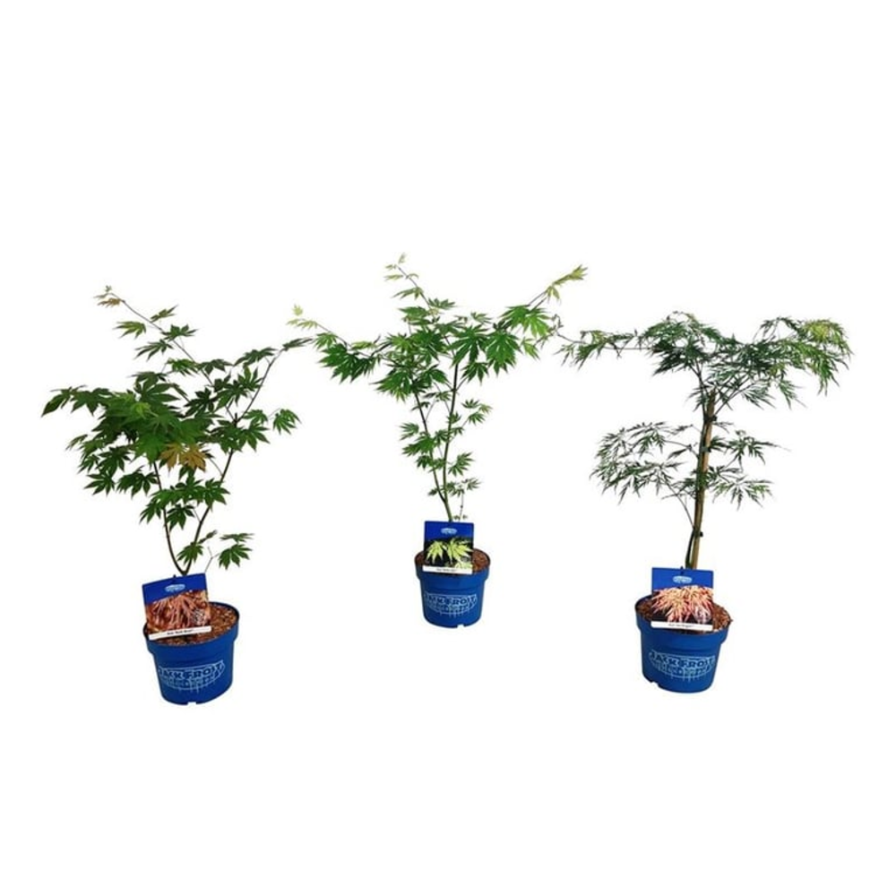 Mixlaag Acer JACK FROST® collection.