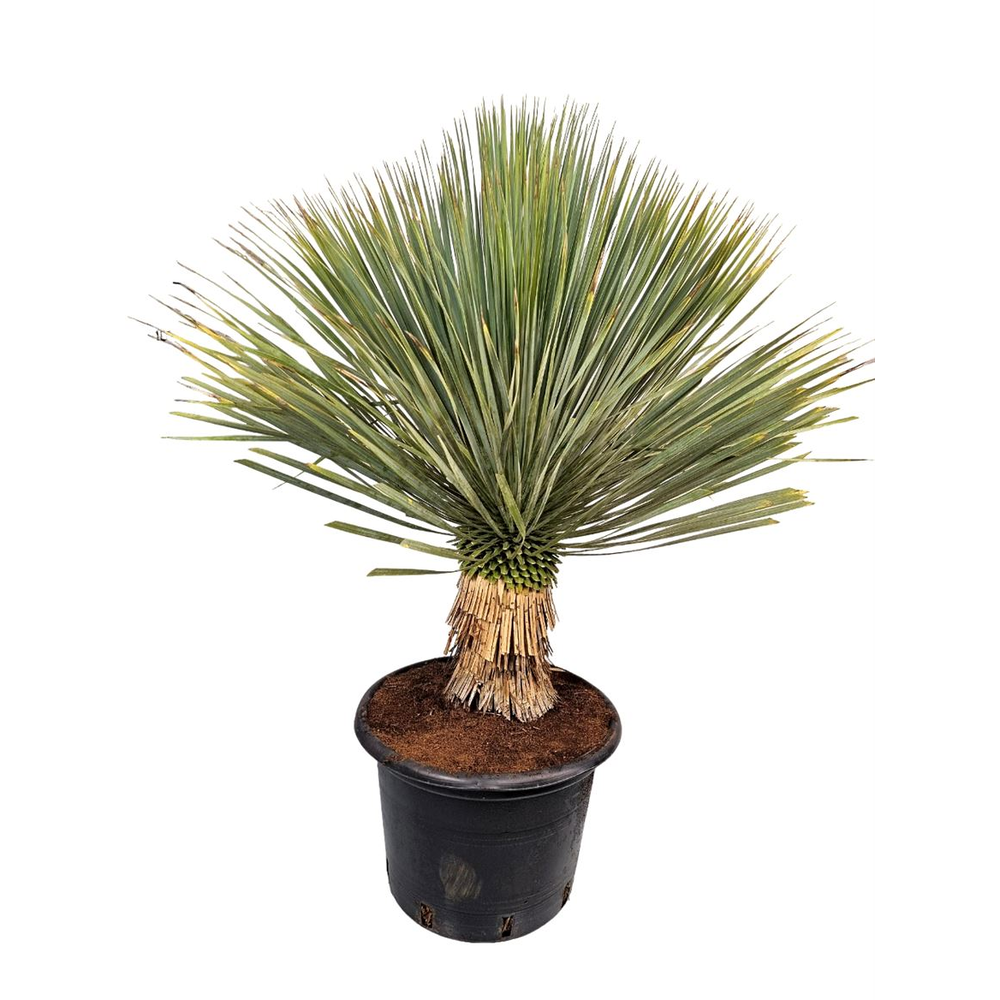 Yucca Rostrata.