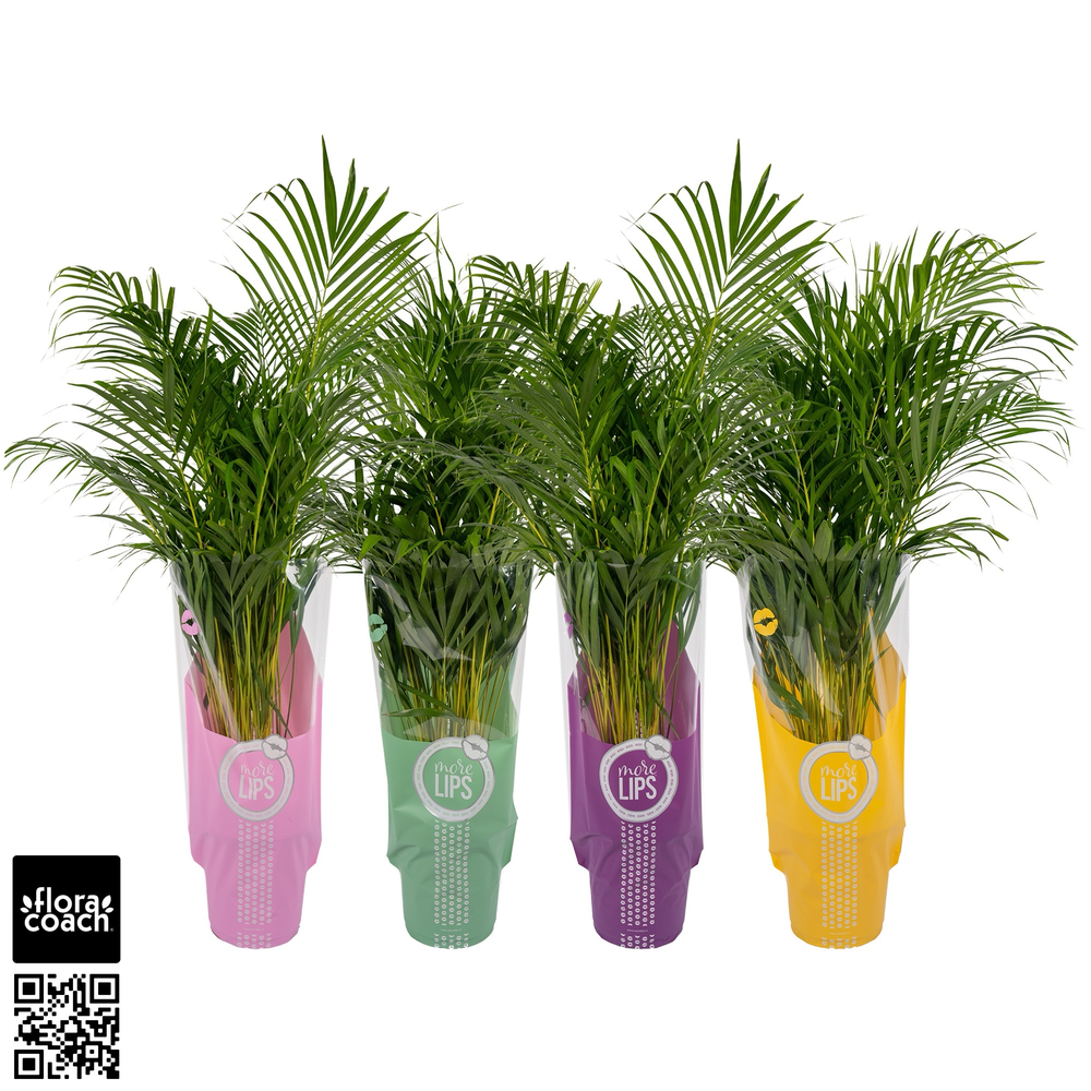 MoreLIPS® Dypsis Lutescens P24cm - H130cm in ShowH.