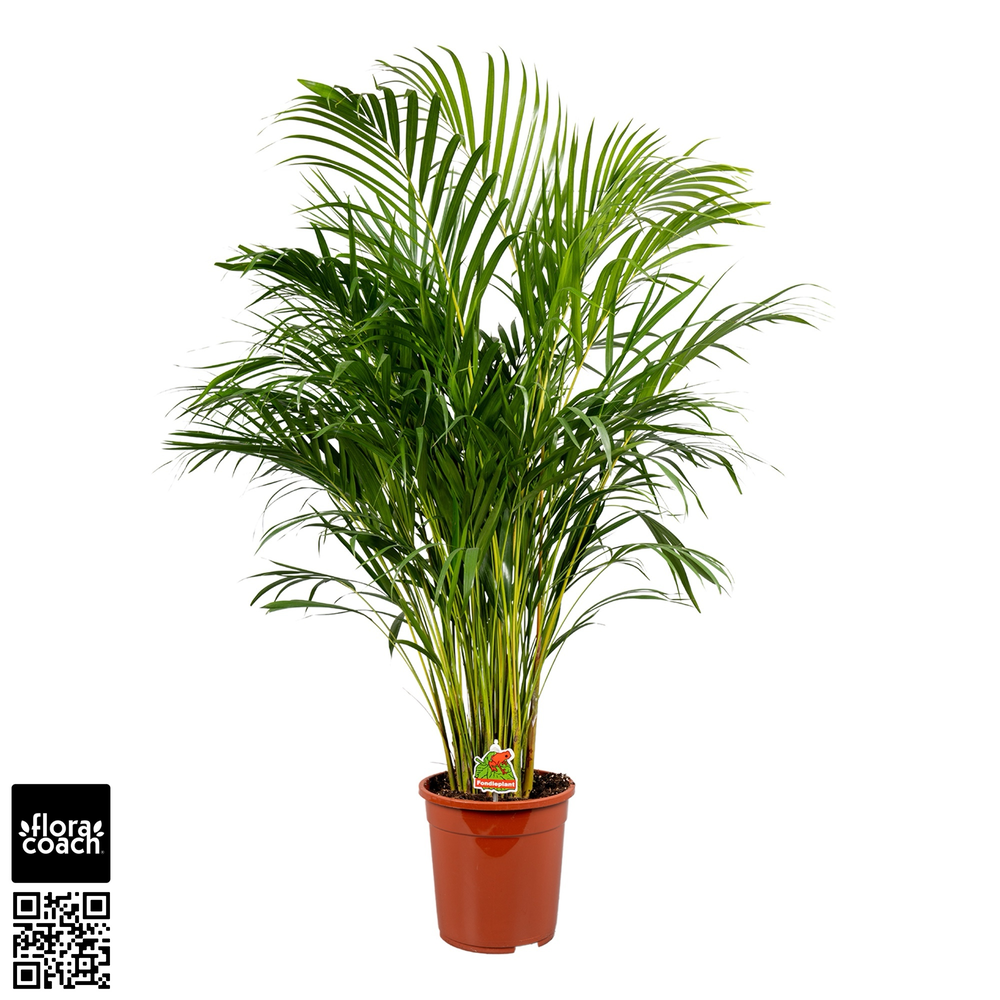 Dypsis Lutescens P24 - H130cm (Areca).