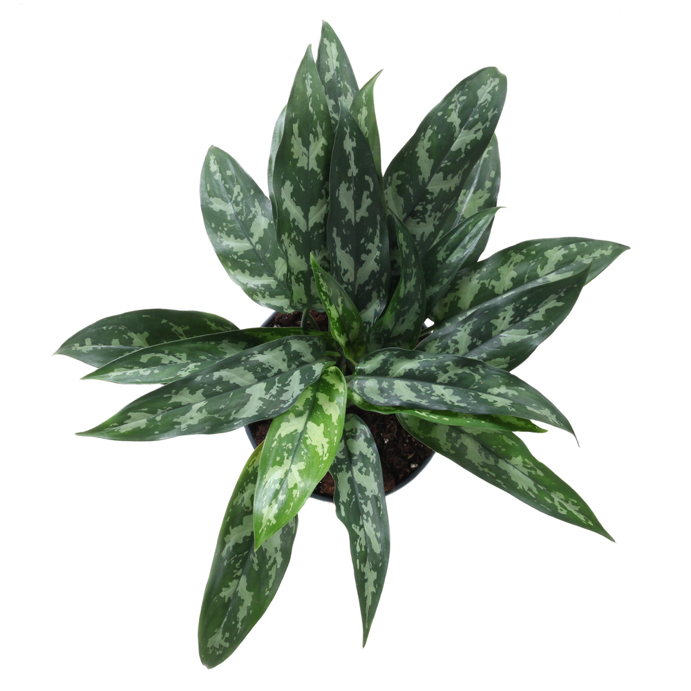 Aglaonema Maria.