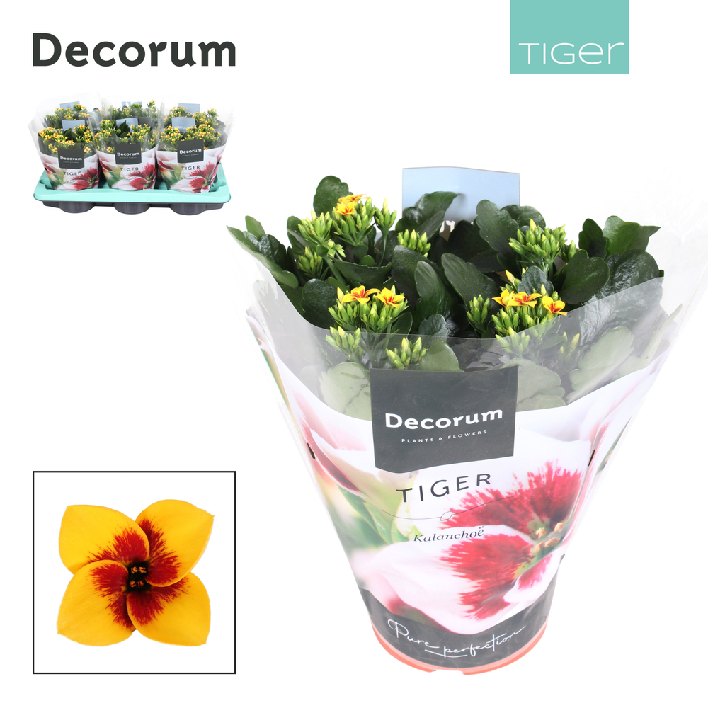 Kalanchoe Decorum Tiger - Yellow Single.