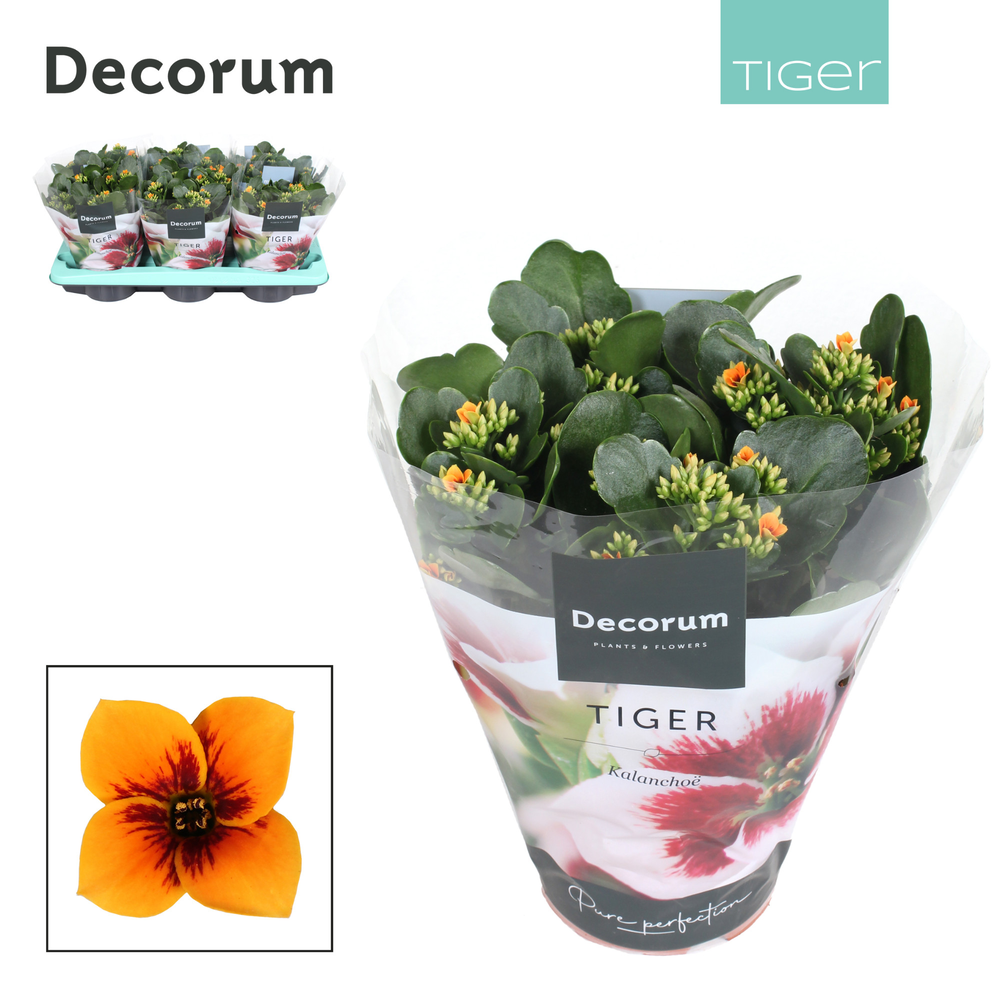 Kalanchoe Decorum Tiger - Orange Single.