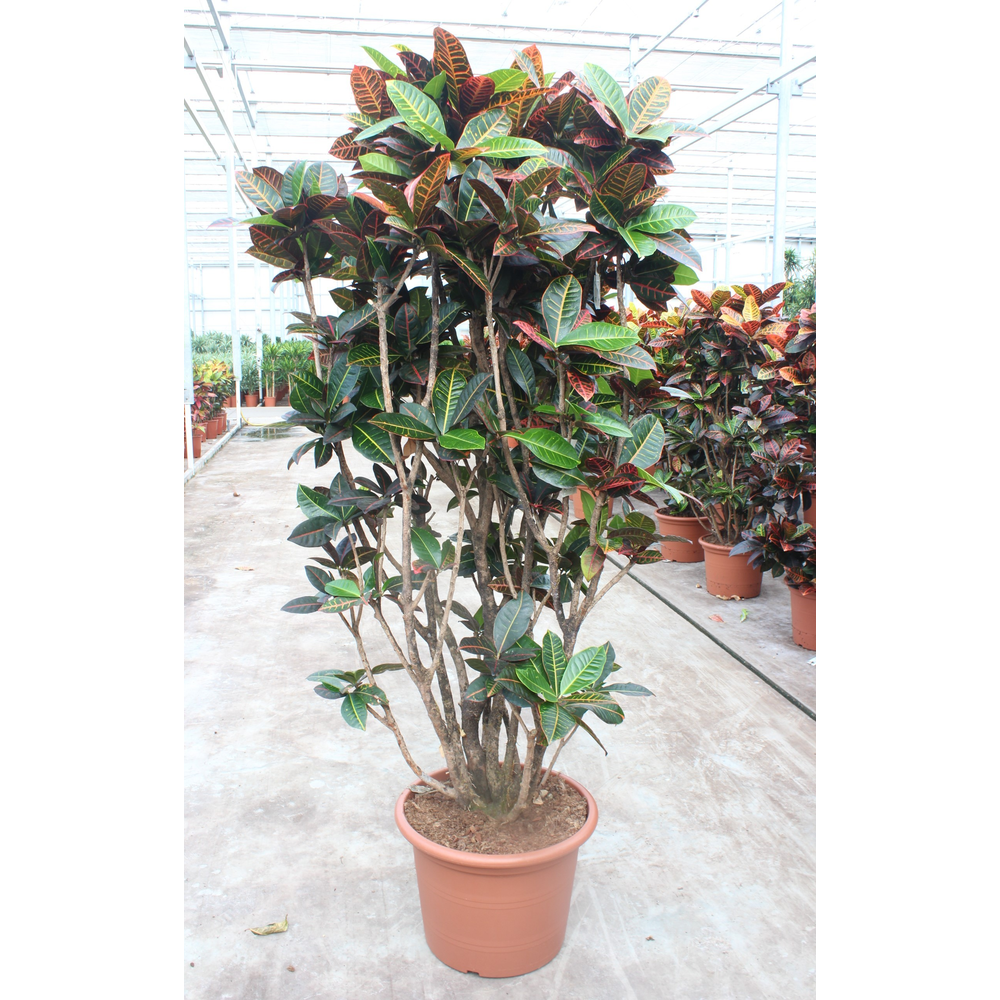 Codiaeum Petra (Croton Petra).