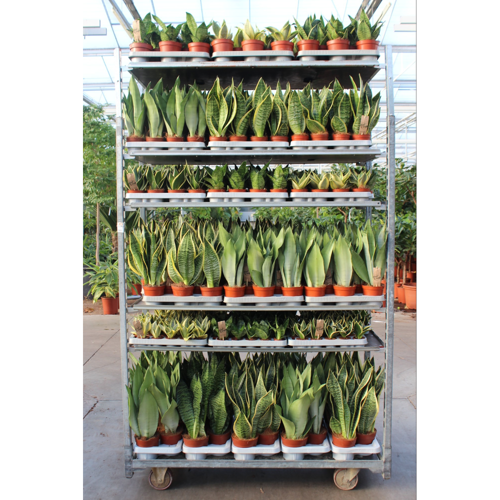 Sansevieria Mixkar "Rough & Tough".