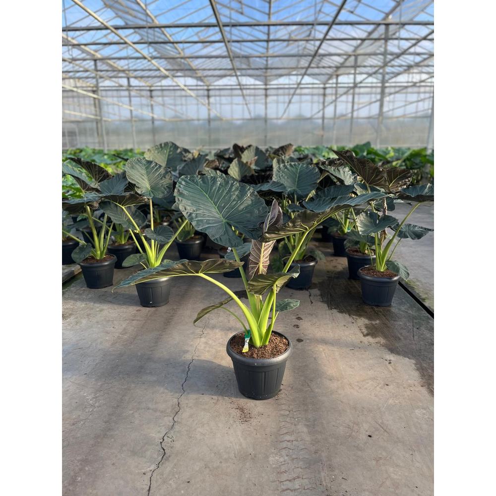 Alocasia Regal Shields Decopot.