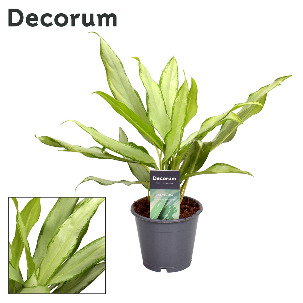 Aglaonema White Lance (Decorum).