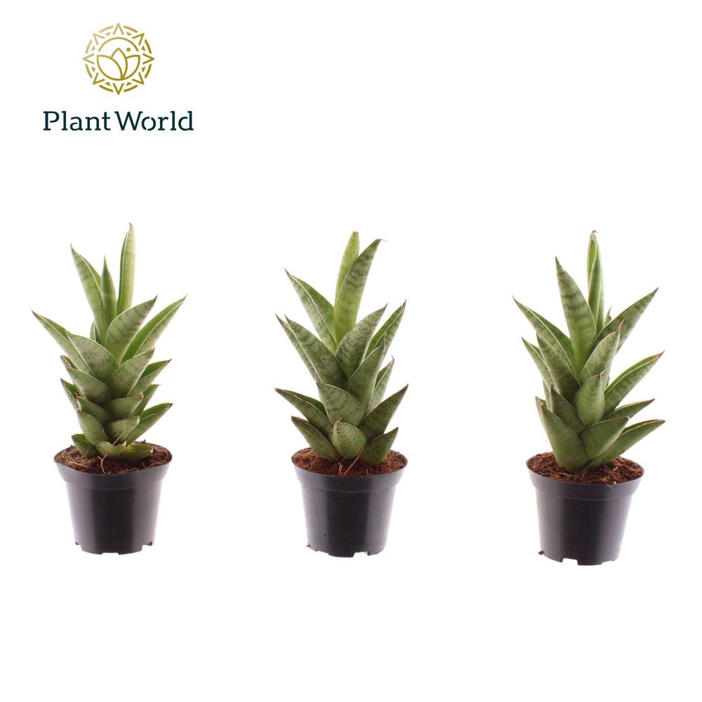 Sansevieria Starshooter 7 cm (Decorum).
