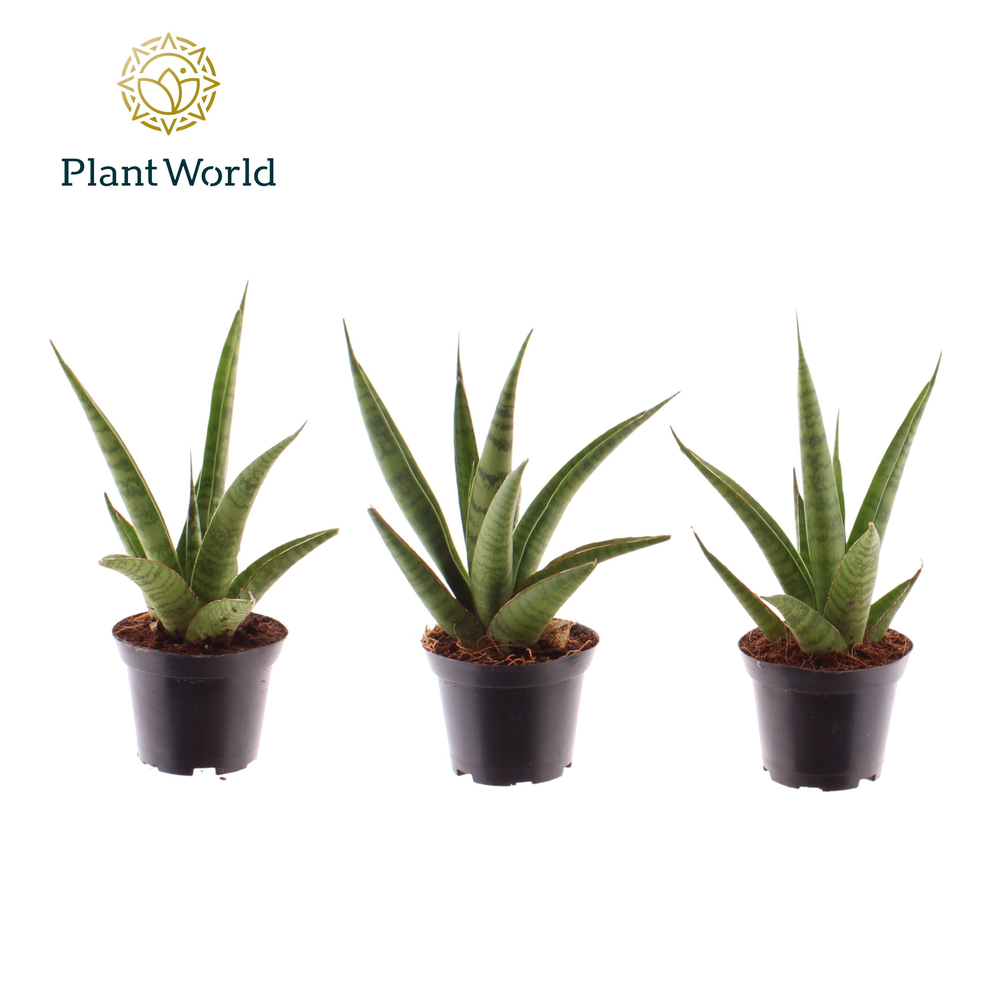 Sansevieria Pineapple 7 cm (Decorum).