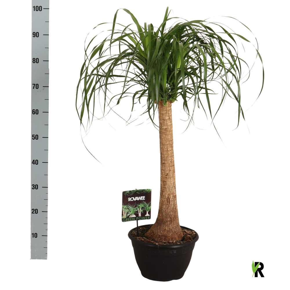 Beaucarnea rec. rechte stam.