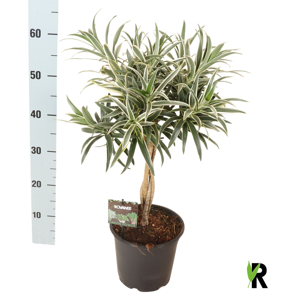 Dracaena reflexa Valentina gevlochten stam.