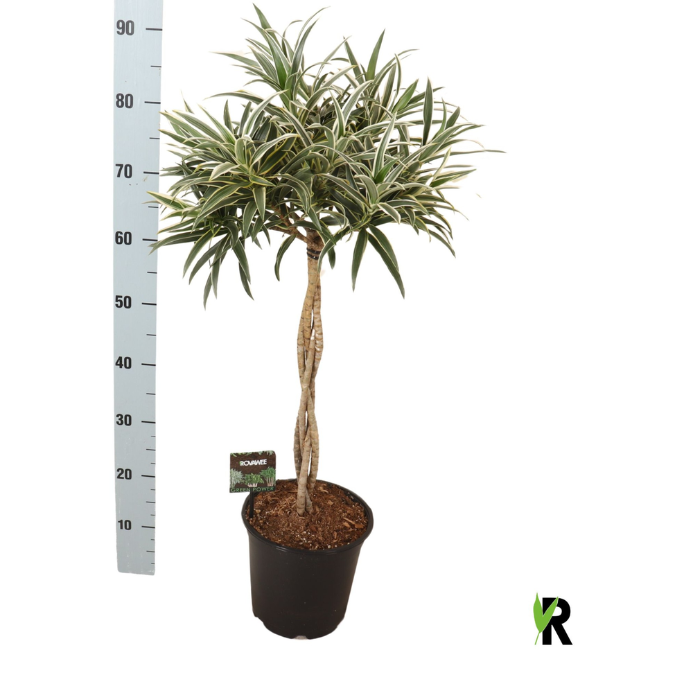 Dracaena reflexa Valentina gevlochten stam.