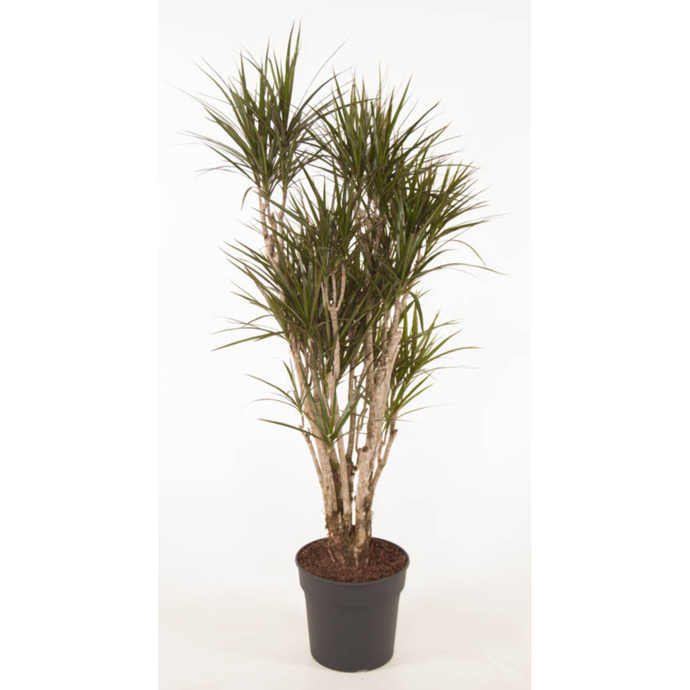 Dracaena Marginata vertakt P31 - 160.