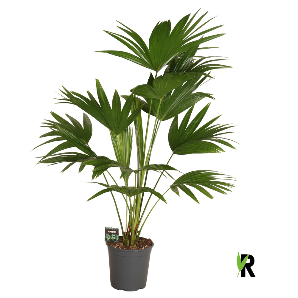 Livistona chinensis 3 pp.