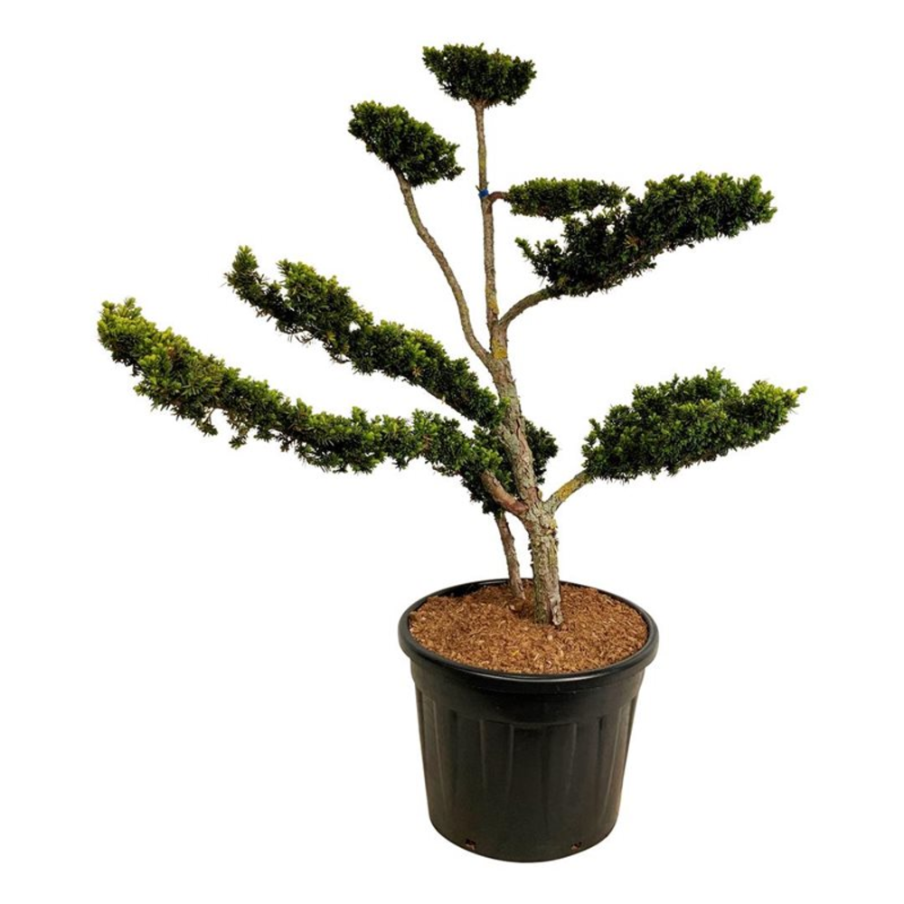 Taxus cuspidata nana.