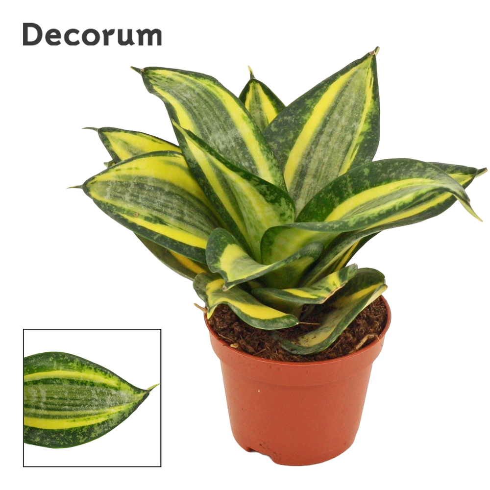 Sansevieria hahnii 6 cm Jade multicolor (Decorum).