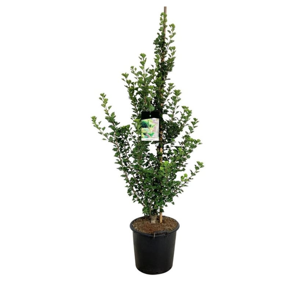 Ginkgo biloba 'Menhir'.