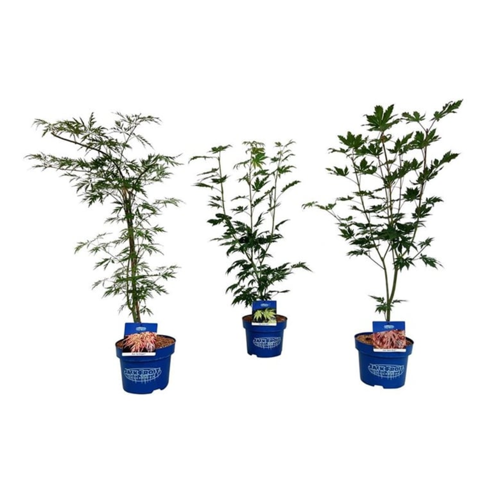 Mixlaag Acer JACK FROST® collection.