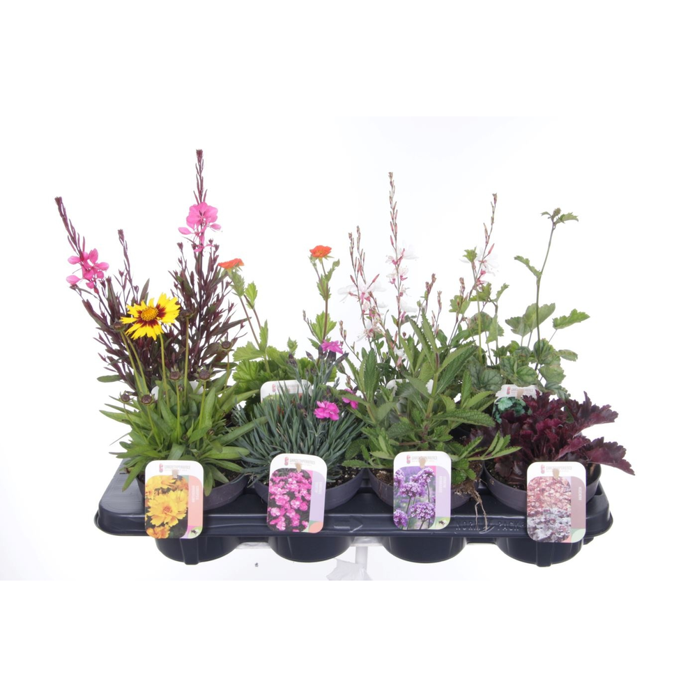 Vaste planten mix in tray.