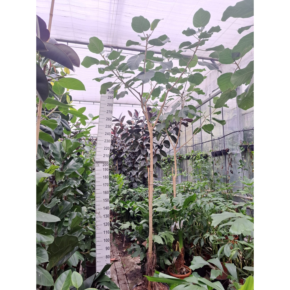 Ficus auriculata Everest stam 370.