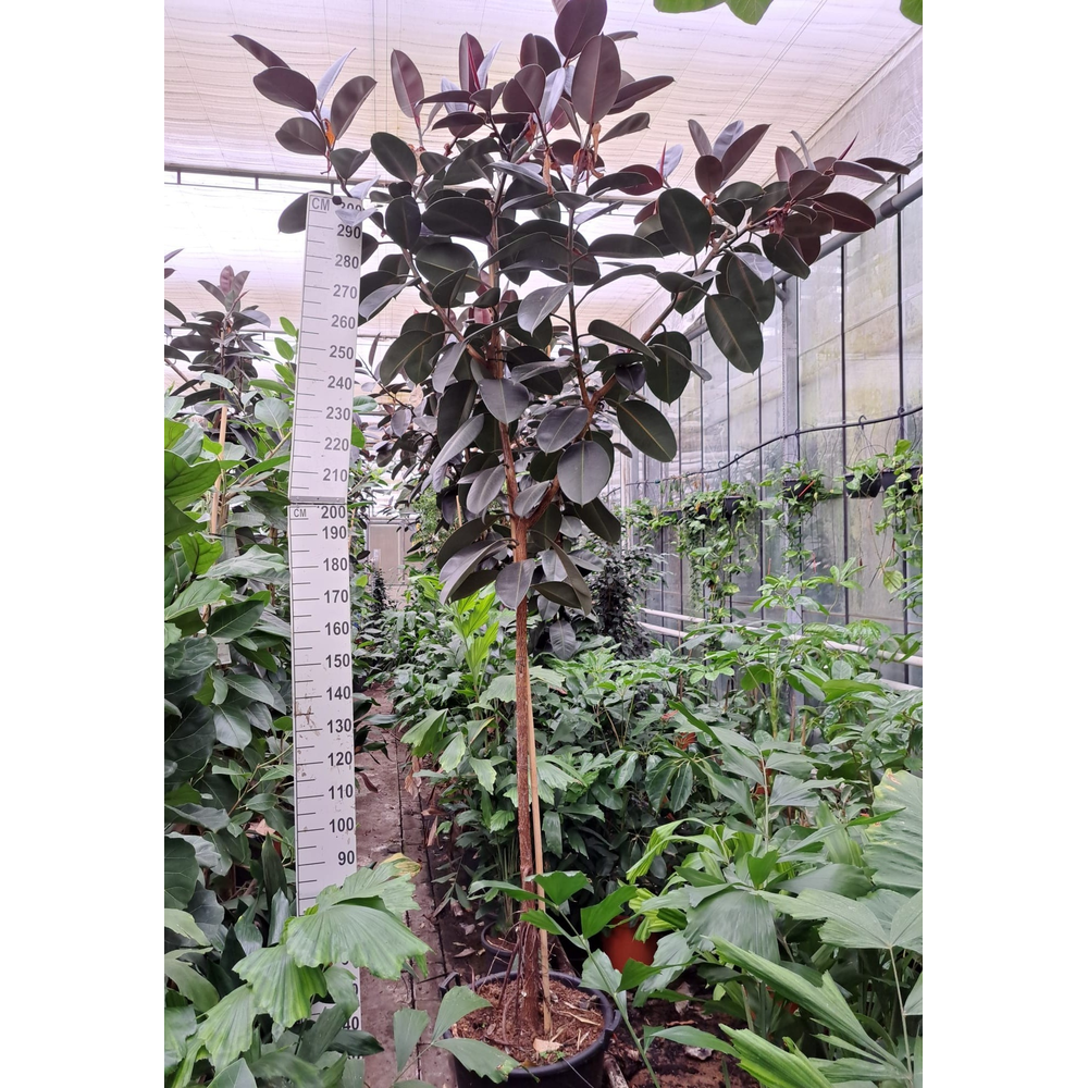 Ficus Elastica Abidjan stam 330.