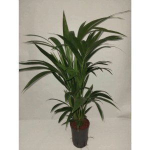howea hydro.