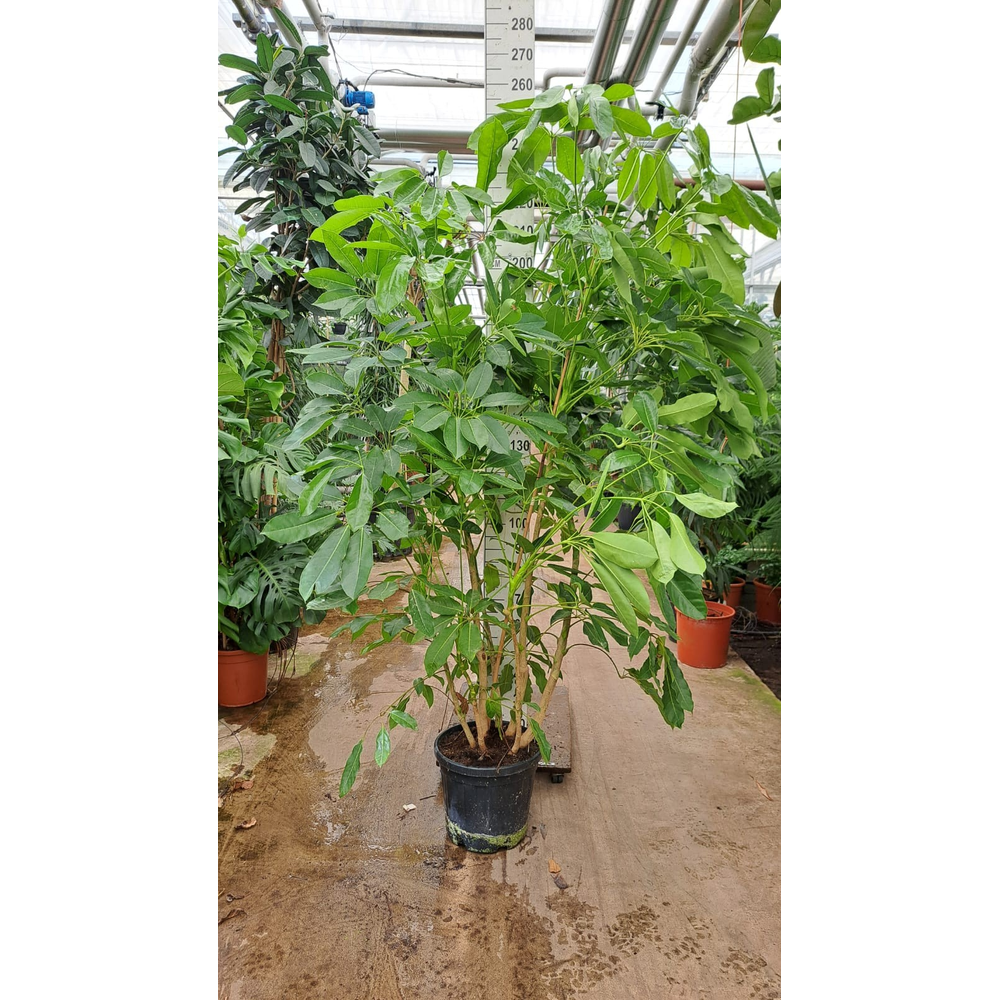 Schefflera Amate bush XXL 250.